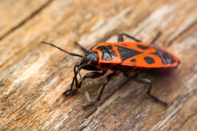 Bedbug Extermination