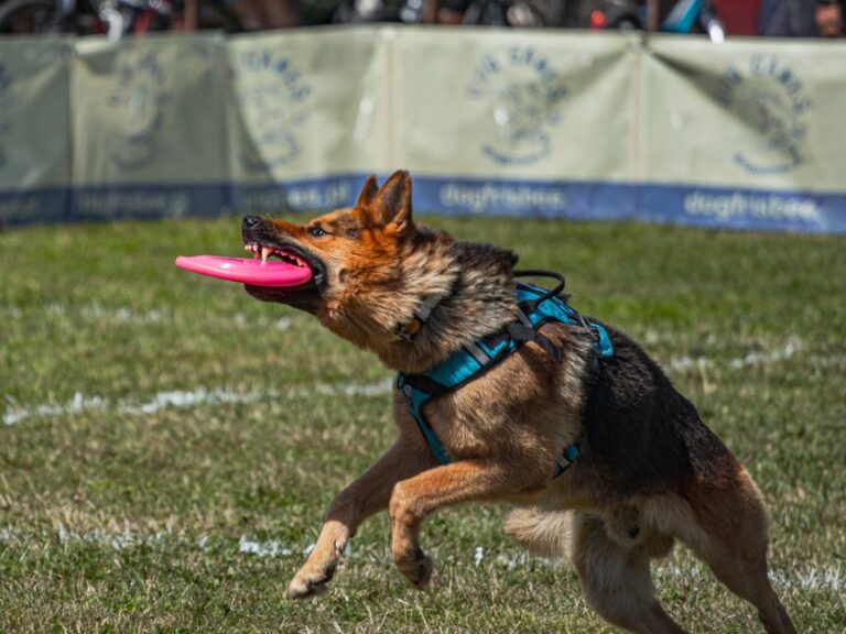 犬のしつけ教室