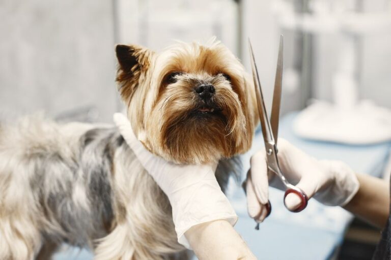 peluquería canina cerca
