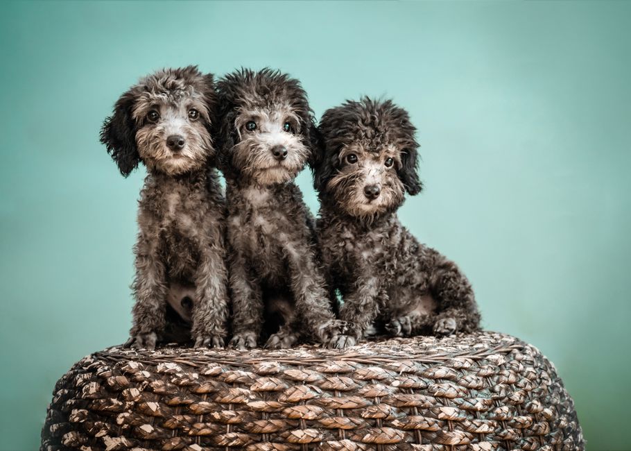 criador cachorros cerca
