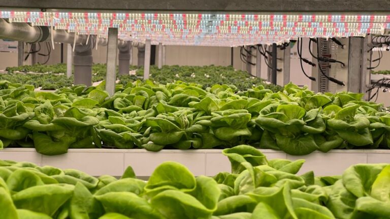 vertical farming technology
