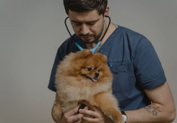 clínica veterinaria reserva