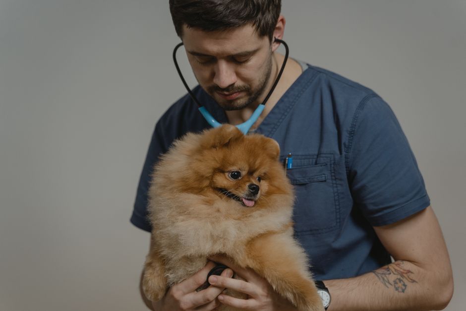 clínica veterinaria reserva