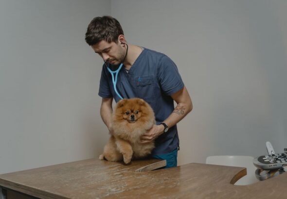 clínica veterinaria reserva