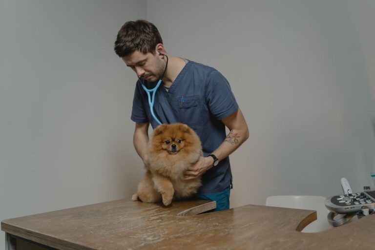 clínica veterinaria reserva