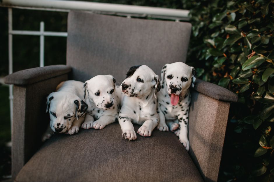 犬の保育園